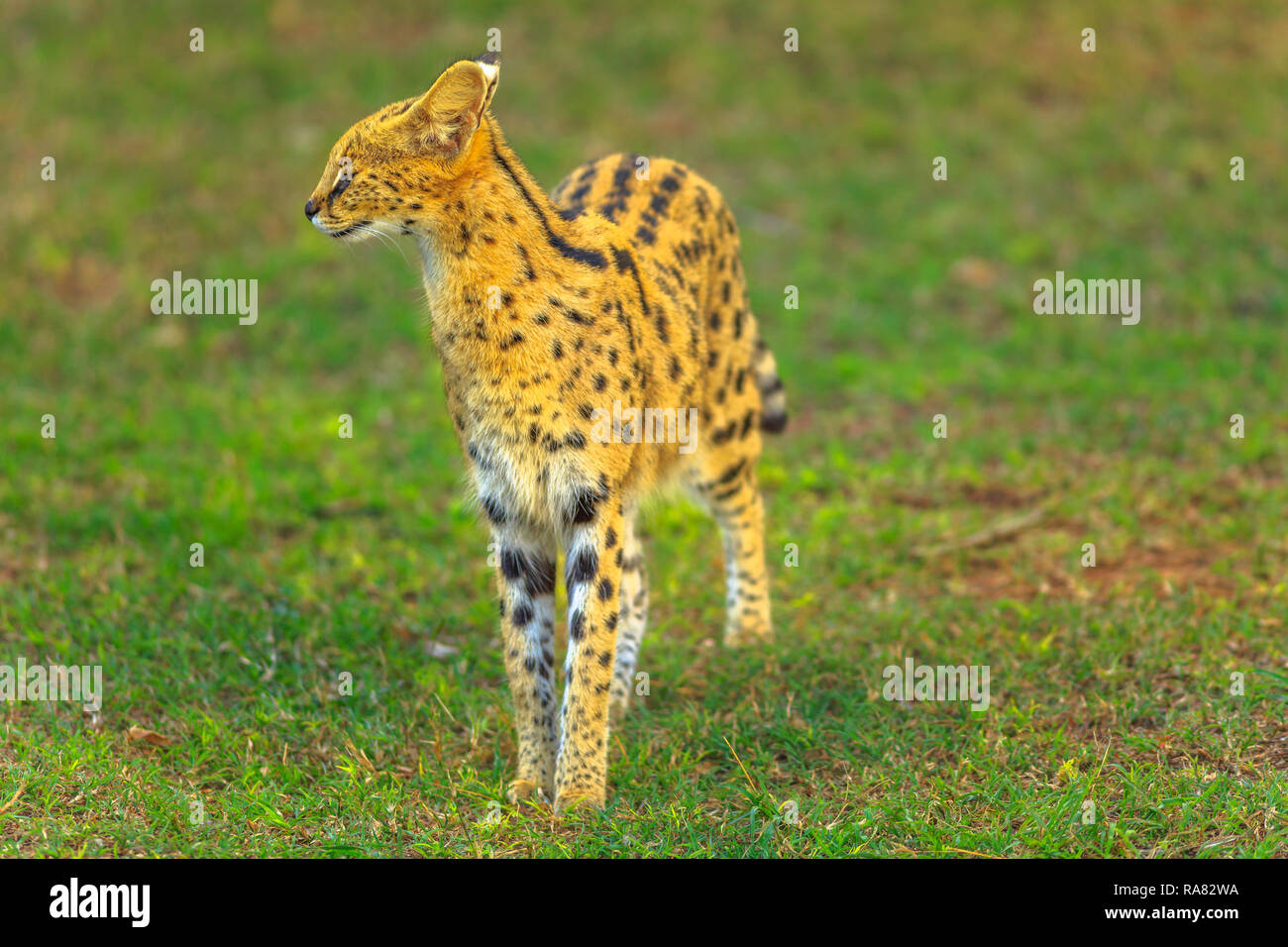 Serval debout dans l'habitat naturel. Le nom scientifique est Leptailurus serval. Le Serval est un chouette chat sauvage originaire d'Afrique. Banque D'Images