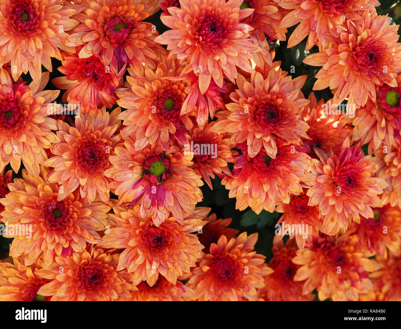 Couleurs vives et denses orange rose fleurs chrysanthème sur une plante Banque D'Images