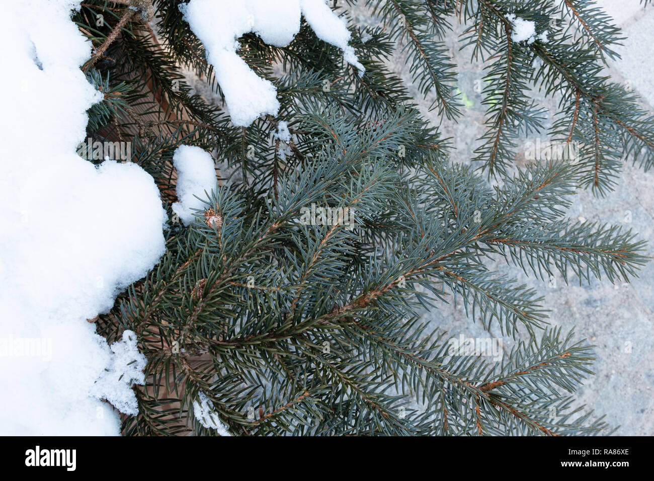 Evergreen sapin branches couvertes de neige Banque D'Images