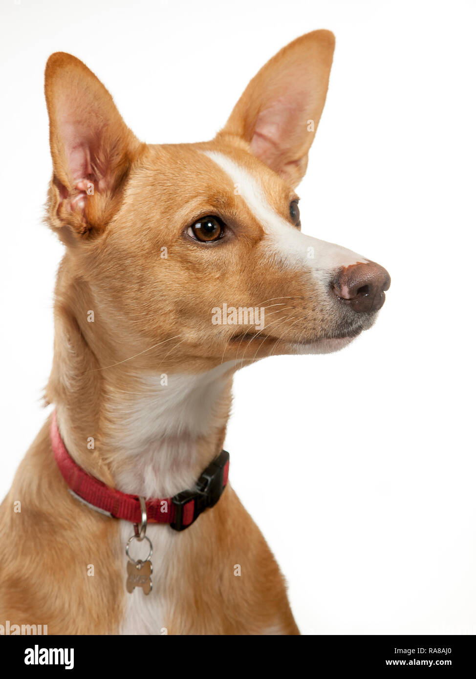 Podenco espagnol chien, portrait en studio sur un fond blanc Banque D'Images