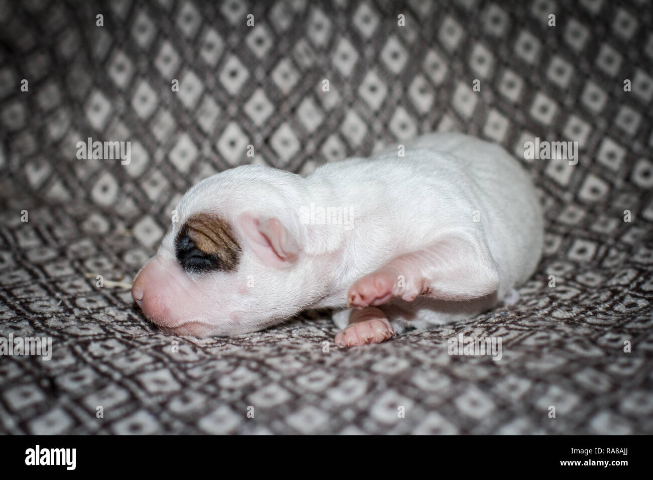 Portrait d'un chiot Pit Bull nouveau-né de 3 jours Banque D'Images