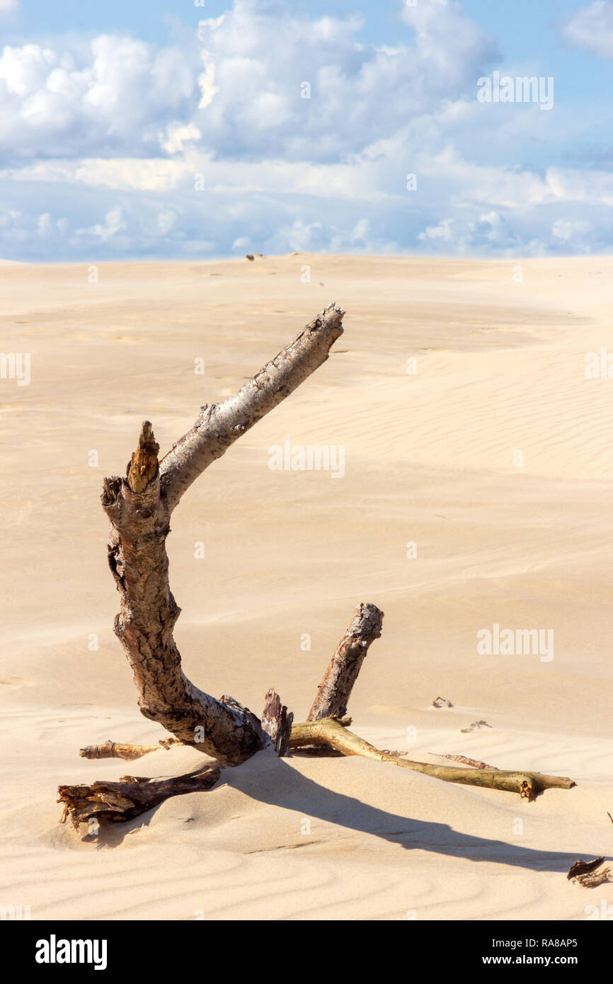 Déplacement des dunes dans le Parc National Slowinski, Pologne Banque D'Images
