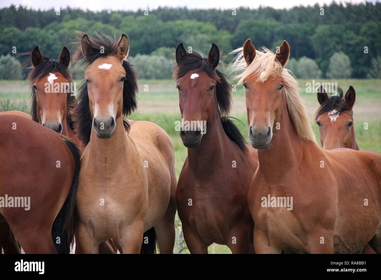 Fonctionnement libre de chevaux sauvages sur une prairie. Midlands pays paysage avec groupe d'animaux. Banque D'Images