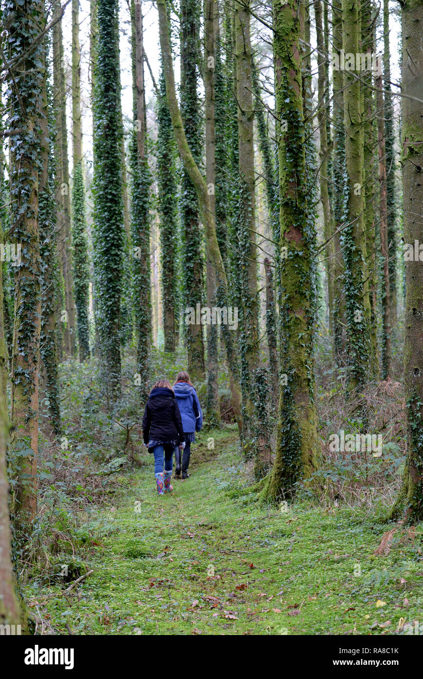 Les marcheurs dans une grande plantation de conifères en common Wood, N Gower Banque D'Images