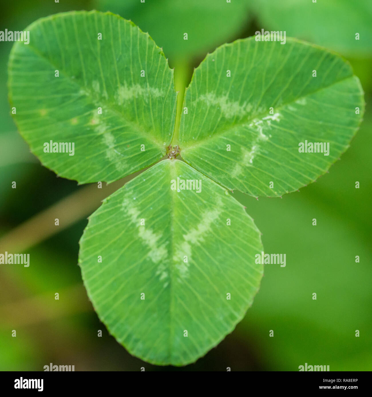 Un plan macro sur un trois feuilles trèfle. Banque D'Images