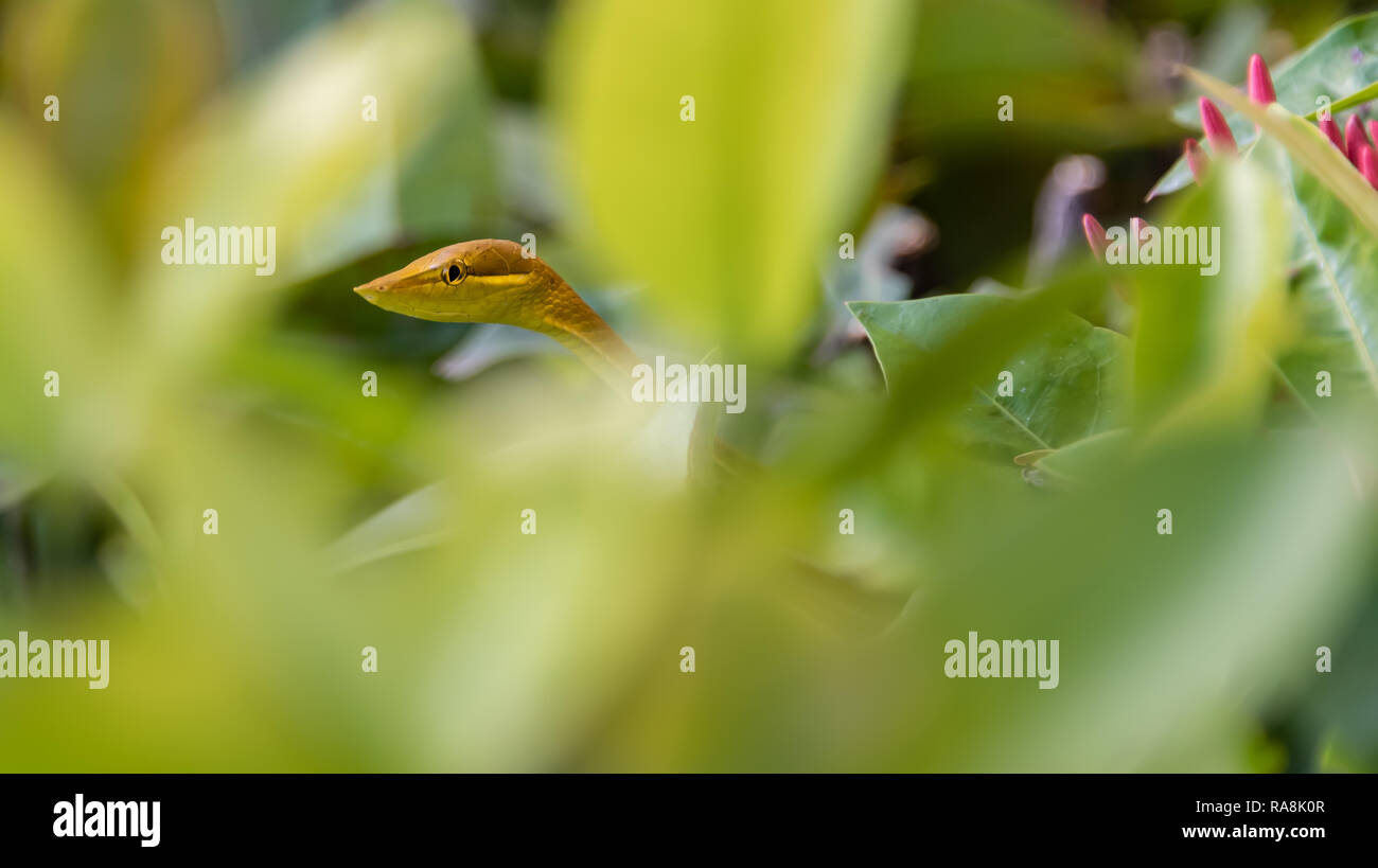 Vert rare et Tan le serpent de vigne à Roatan, Honduras Banque D'Images