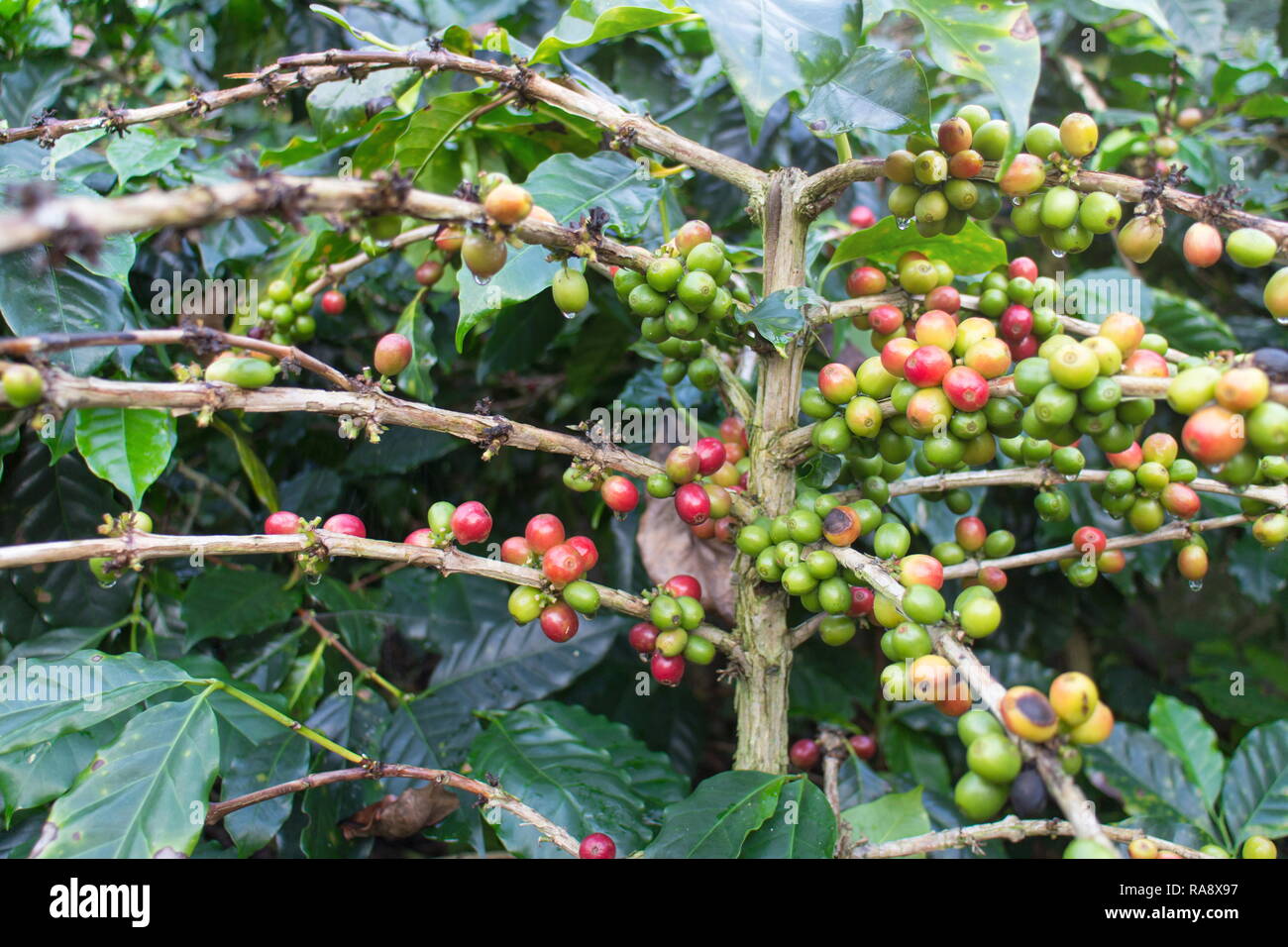 Sur les grains de café caféier à Doi Chaang plantation de café dans la province de Chiang Rai, Thaïlande. Banque D'Images