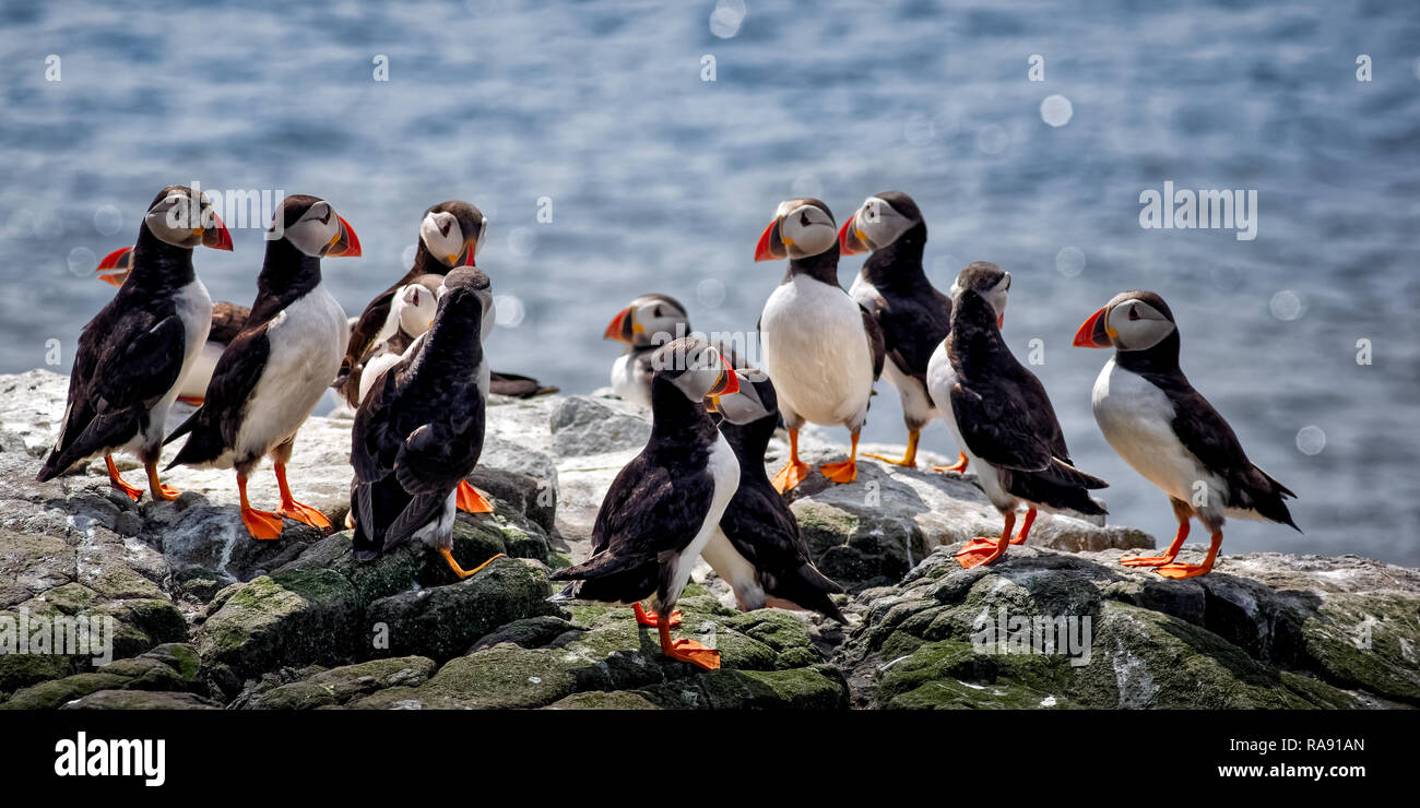 Un groupe de macareux sur les falaises sur l'Iles Farne en plumage nuptial complet, semblent d'un comité en tant qu'elles regroupent. Banque D'Images