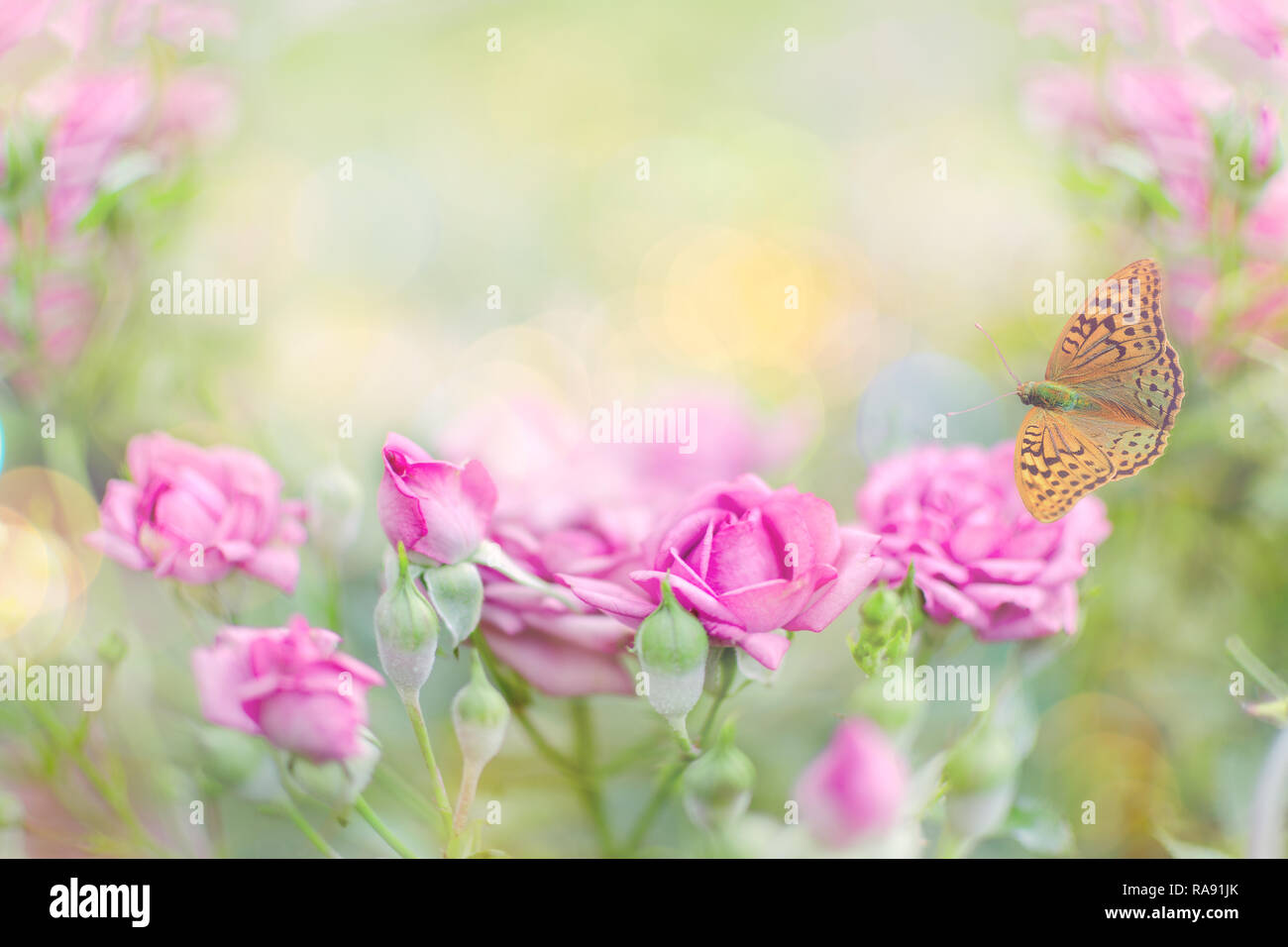 Roses roses dans le jardin. Des photos avec une faible profondeur de champ. Matin d'été frais sur la nature, d'un battement de papillon sur fond de fleurs naturel doux. Banque D'Images