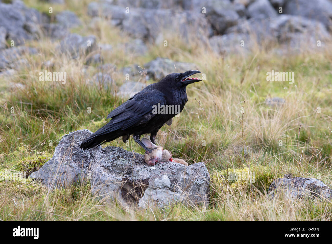 Grand corbeau Corvus corax se nourrissent d'une carcasse de lapin sur la lande prises dans des conditions contrôlées Banque D'Images