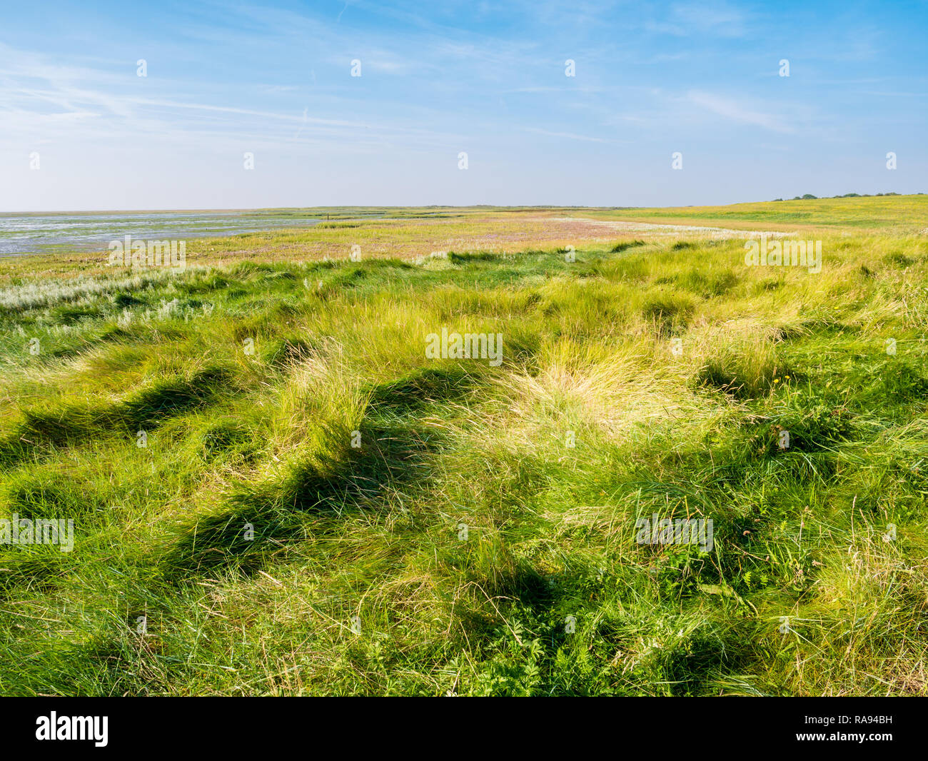 Marais de sel avec de l'herbe dans la réserve naturelle côtière de l'Ouest sur l'île frisonne Schiermonnikoog, Pays-Bas Banque D'Images