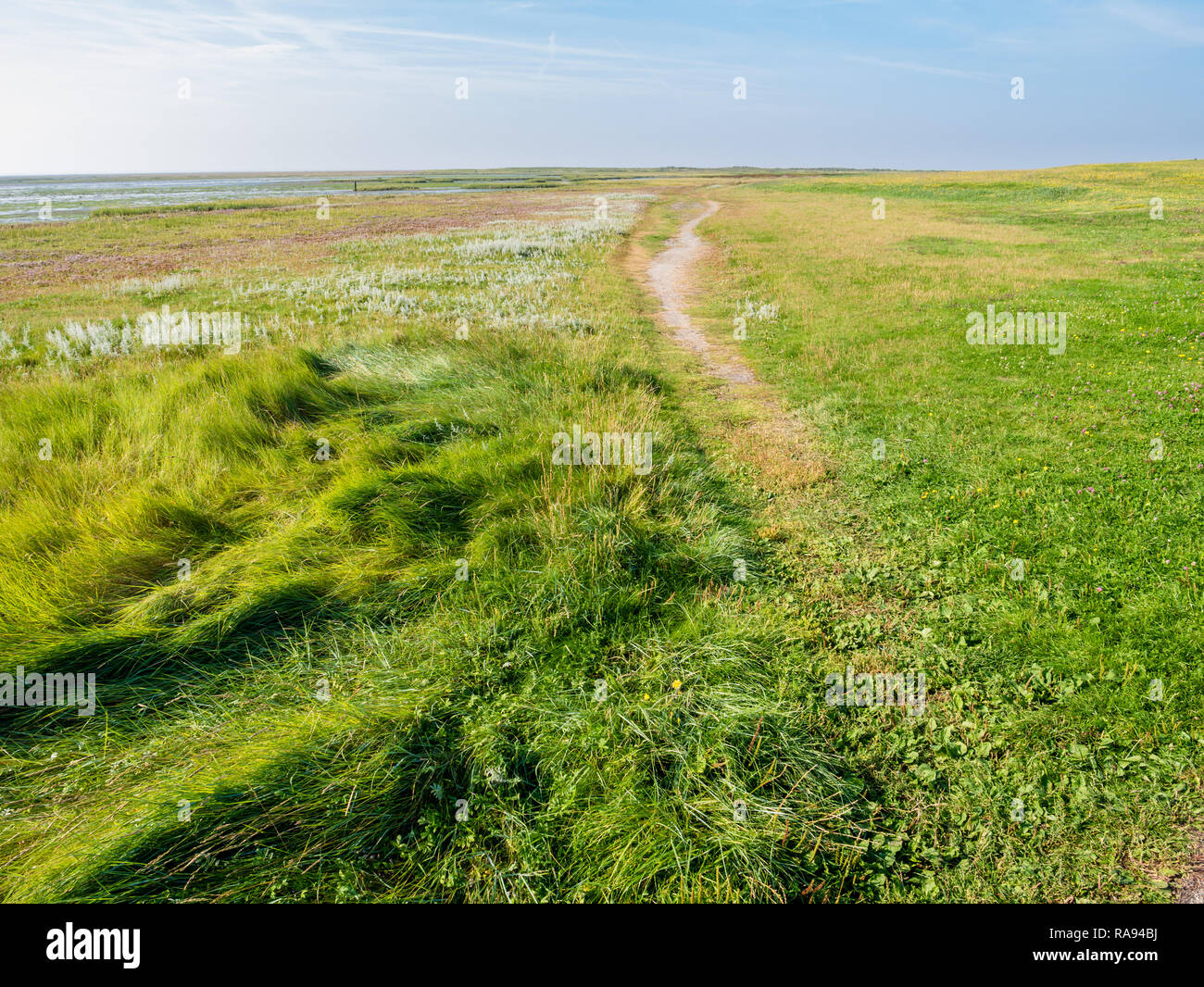 Sentier et marais de sel avec de l'herbe dans la réserve naturelle côtière de l'Ouest sur l'île frisonne Schiermonnikoog, Pays-Bas Banque D'Images