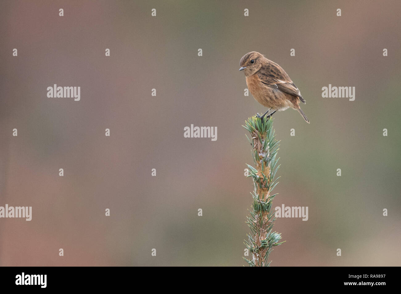 Femme Stonechat (Saxicola torquata) - Écosse, Royaume-Uni Banque D'Images