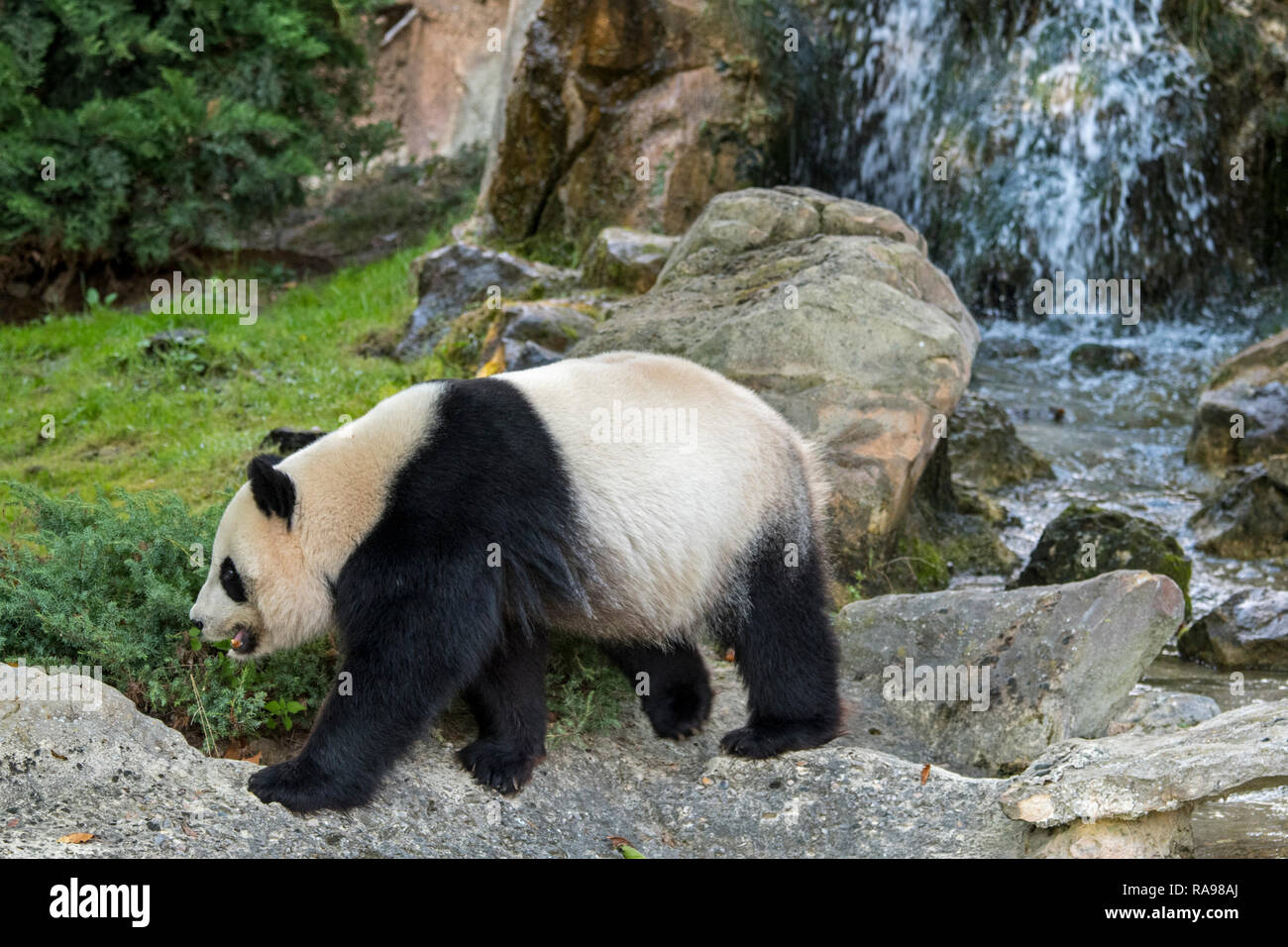 Panda géant (Ailuropoda melanoleuca) Balade en face de cascade, zoologique ZooParc de Beauval, en France Banque D'Images