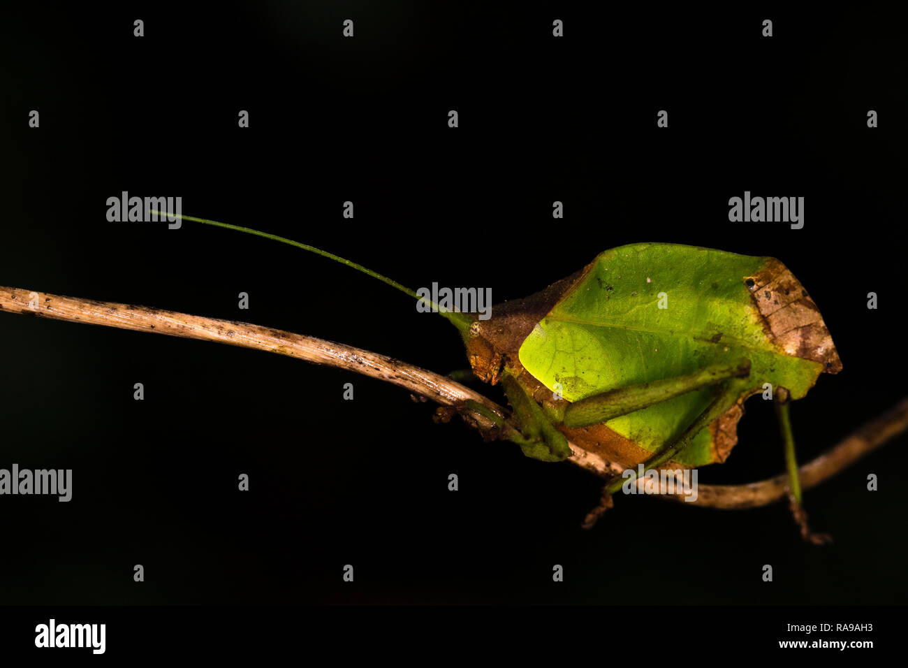 Katydid leaf-insectes MIMIC au Costa Rica Banque D'Images