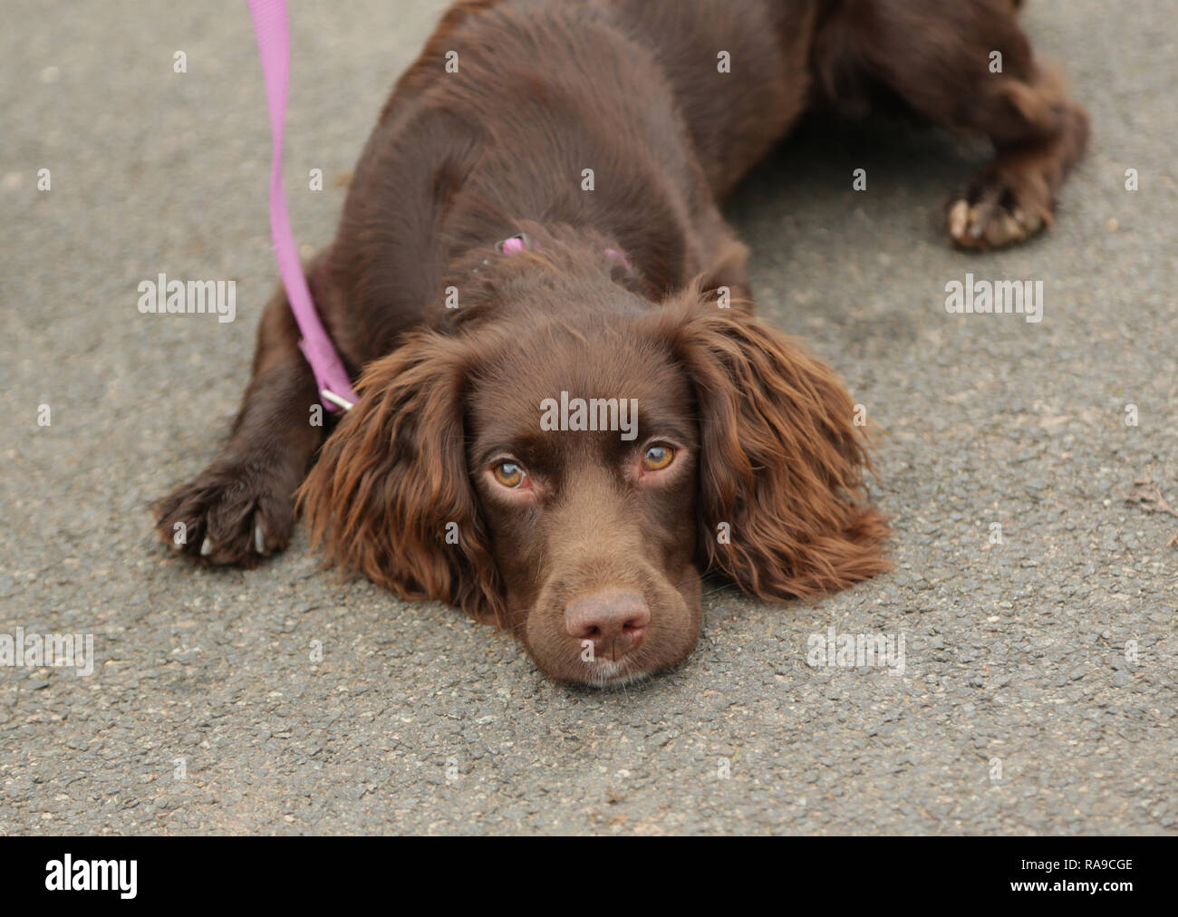 Un Sprocker jeunes brown Spaniel couché. Banque D'Images