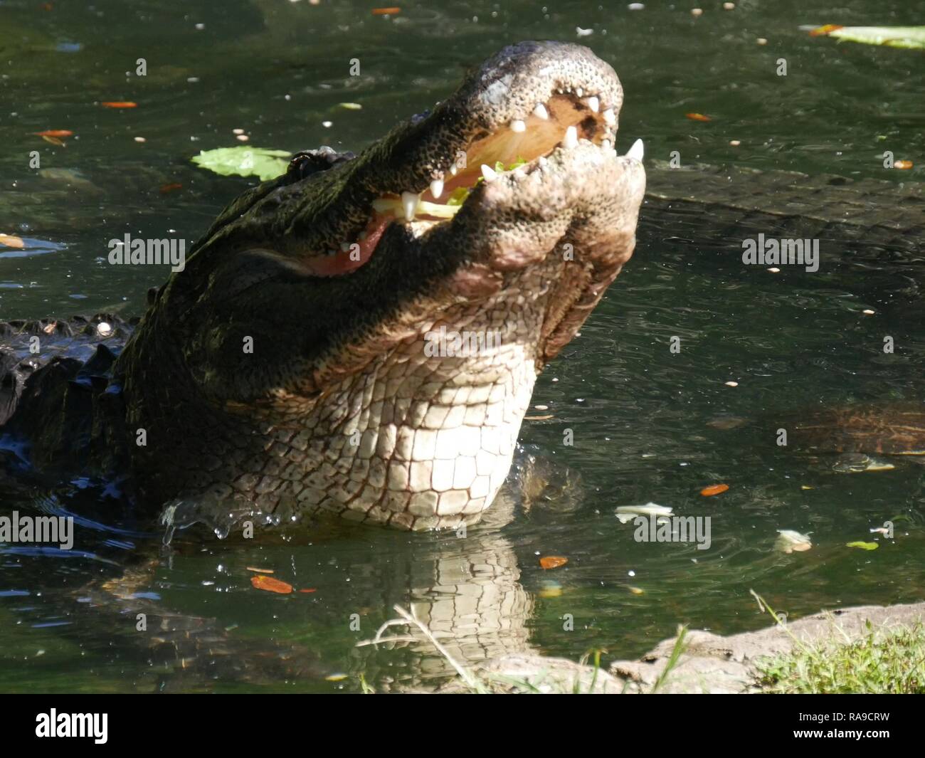 Aligator à Busch Gardens Banque D'Images