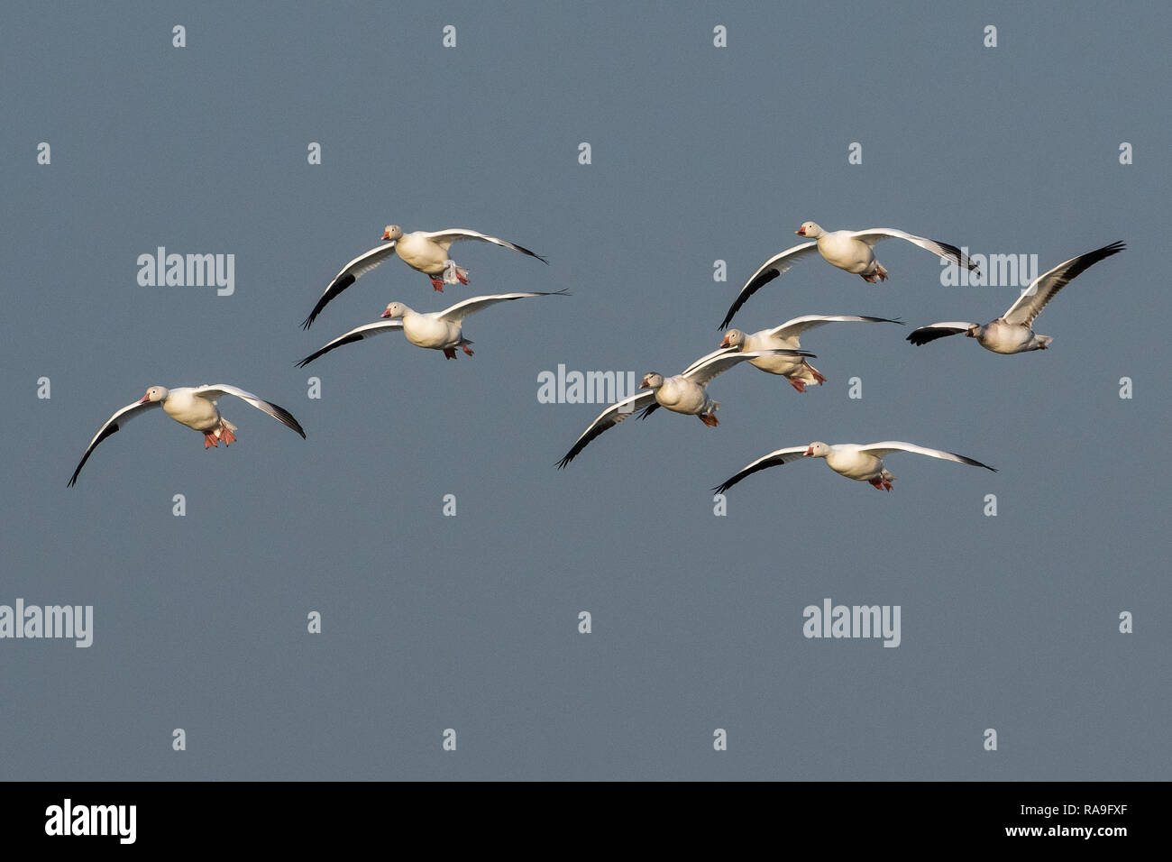 Les petites oies des neiges Troupeau prêt à terre Banque D'Images