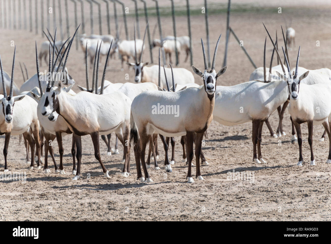 Oryxes arabes dans le désert du Moyen-Orient, péninsule arabique Banque D'Images