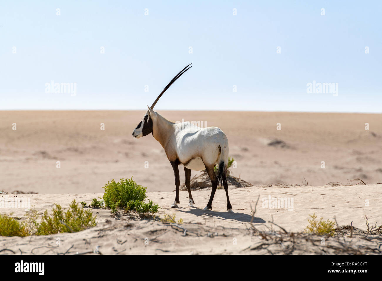 Oryx arabe unique dans le désert, Moyen-Orient Banque D'Images