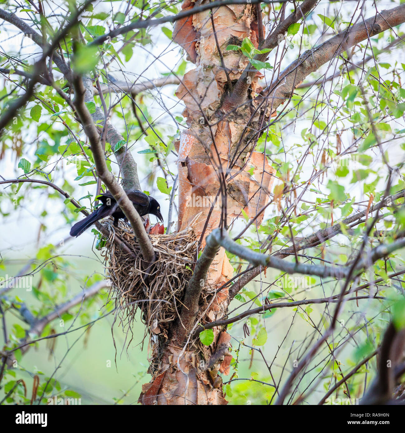 Un oiseau nourrissant ses petits dans le nid Banque D'Images