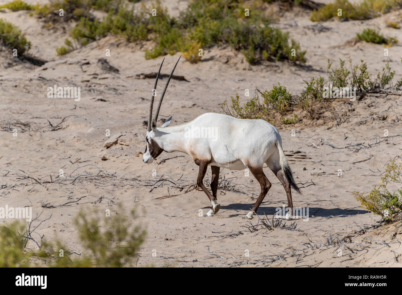 Oryx arabe unique dans le buche, désert du Moyen-Orient Photo Stock - Alamy