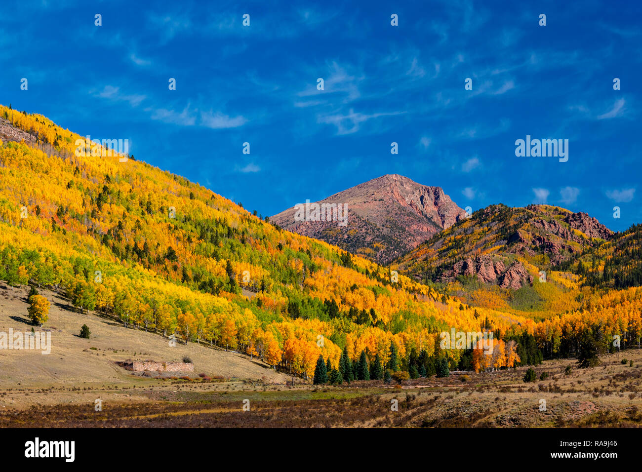 Feuilles de tremble transformer l'or et rouge pour l'automne dans le Cripple Creek / Victor Mining District. Banque D'Images