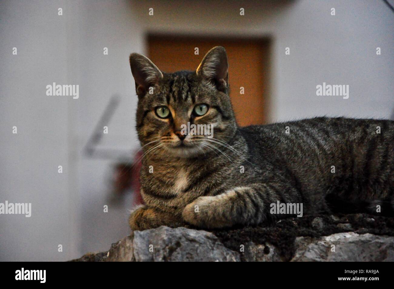 Chat-tigre brun est à la recherche de l'appareil photo. Cat ressemble à une petite séance de tigre sur mur de béton. Banque D'Images