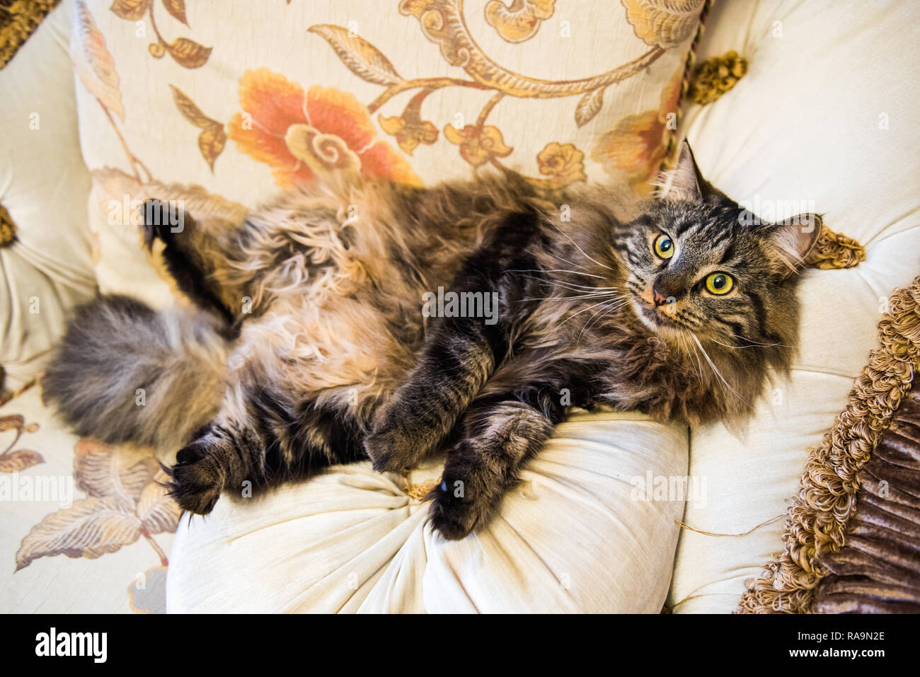 Portrait Chat Norvegien Avec De Grands Museau Est Allonge Sur La Table Dans Une Drole De Ventre A Haut Poser Photo Stock Alamy