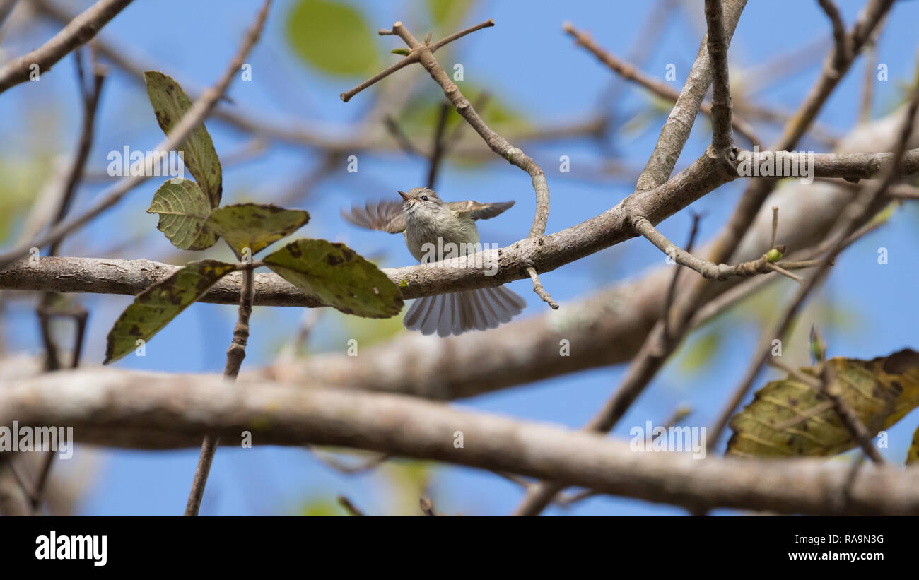 Dans le sud de l'imberbes tyrannulet Tocantins Banque D'Images