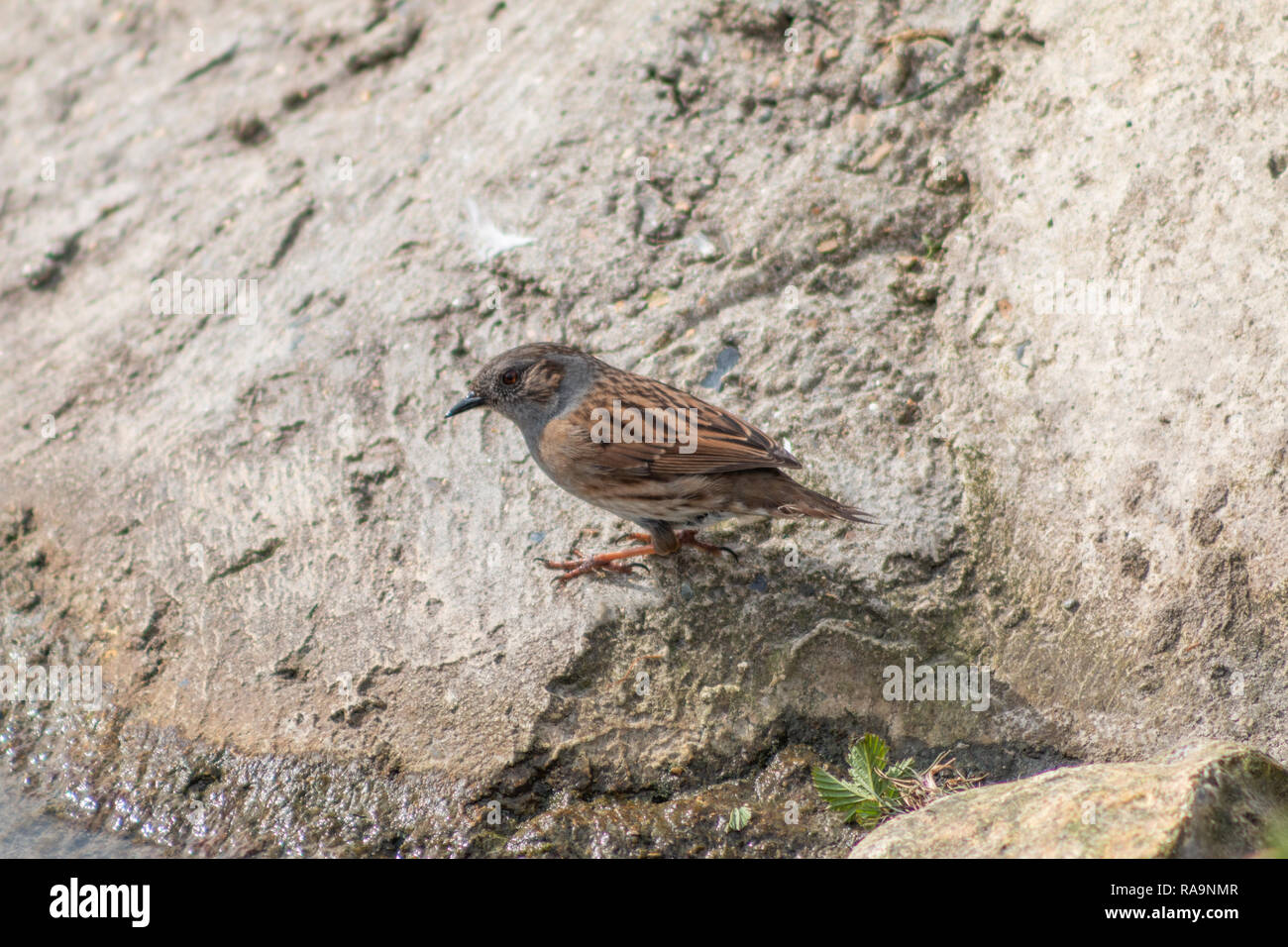 Oiseaux nid perché sur un rocher Banque D'Images