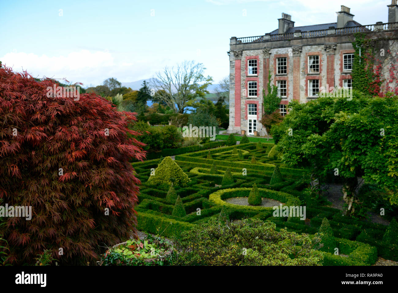 Acer palmatum dissectum,automne automne automne,terrasse,jardin,,Bantry House and Gardens, West Cork Garden Trail Floral,RM Banque D'Images