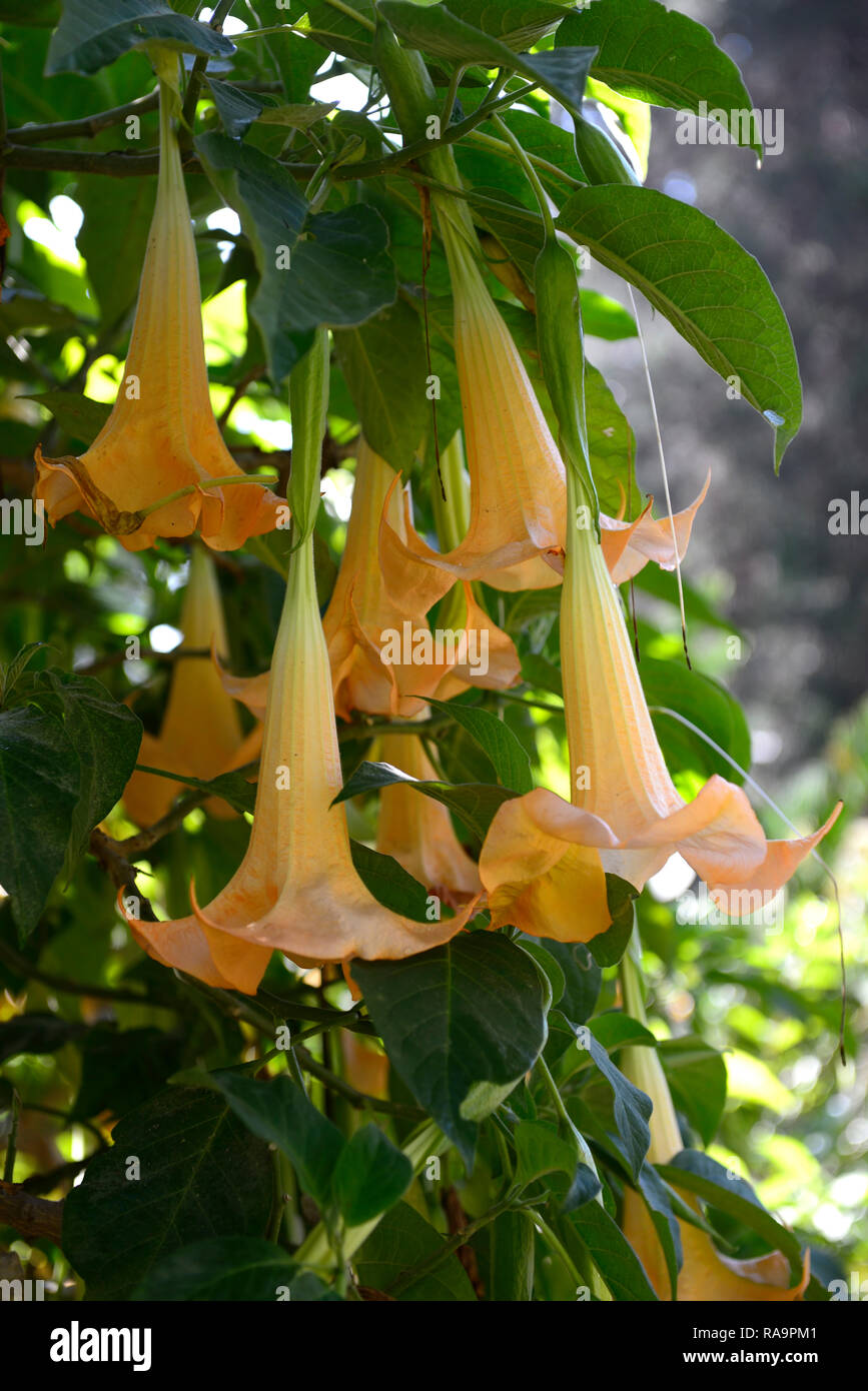 Brugmansia versicolor,ange,les trompettes,pêche,orange,fleurs,fleurs,parfumé,nuit,parfumé,petit arbre arbuste tropical Floral,RM Banque D'Images