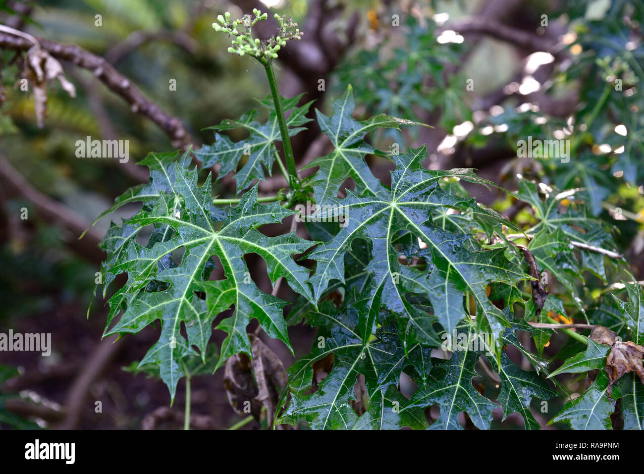 Cnidoscolus aconitifolius chaya,arbre,bande de roulement,épinards Chou,doucement,Star,feuilles,feuilles,médicinales toxiques,comestibles,Floral RM Banque D'Images