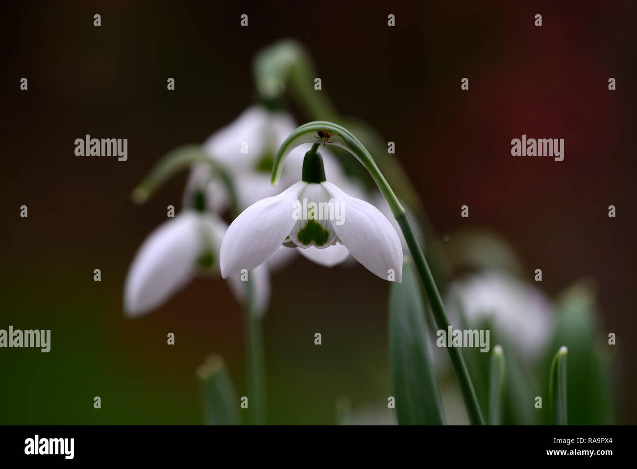 Galanthus elwesii Double Faringdon,double flower,Noël,au début,snowdrop,blanc,fleurs,fleurs,Lampes,perce-neige,printemps,fleurs,galant,rares collectionneurs Banque D'Images