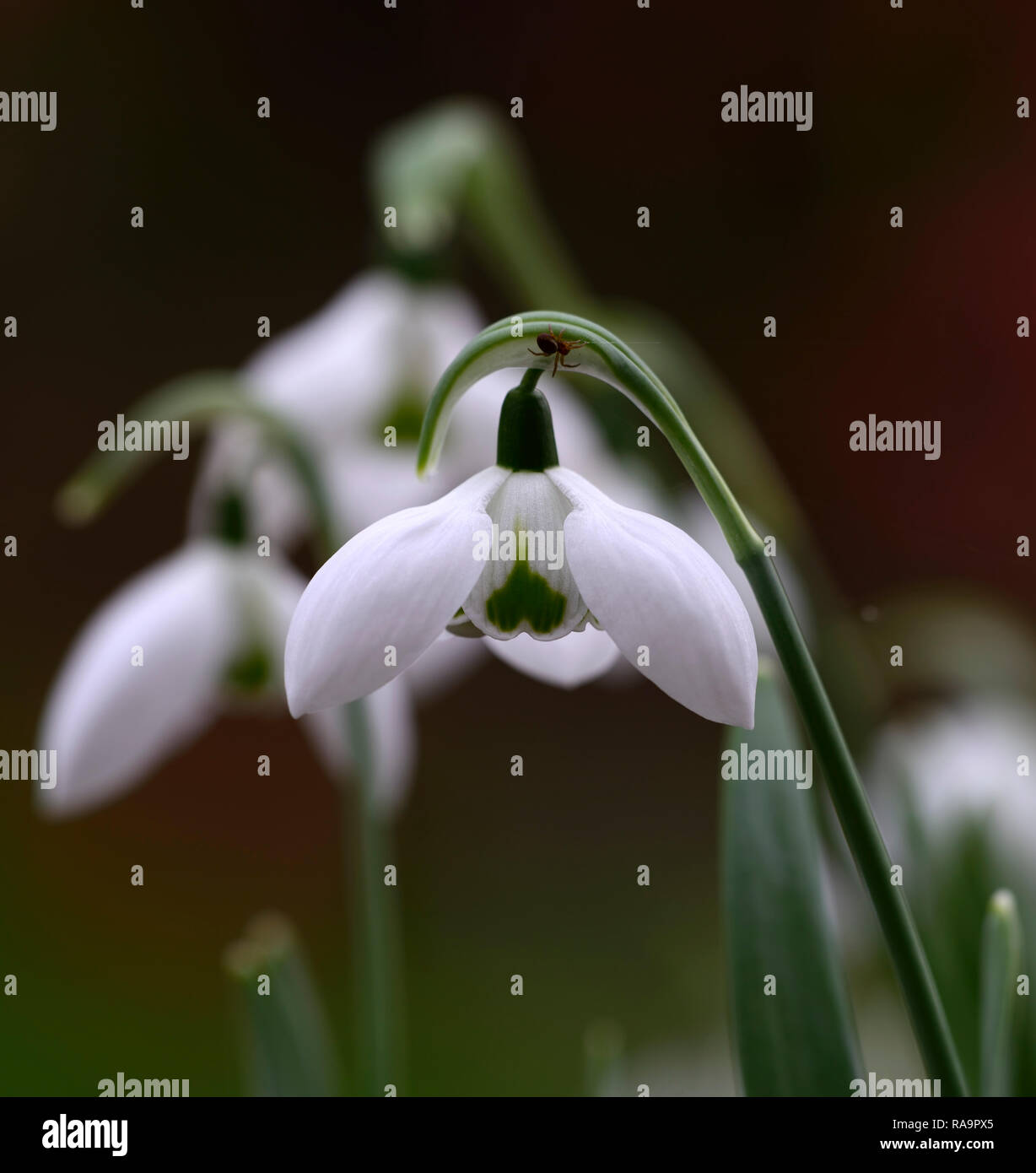 Galanthus elwesii Double Faringdon,double flower,Noël,au début,snowdrop,blanc,fleurs,fleurs,Lampes,perce-neige,printemps,fleurs,galant,rares collectionneurs Banque D'Images