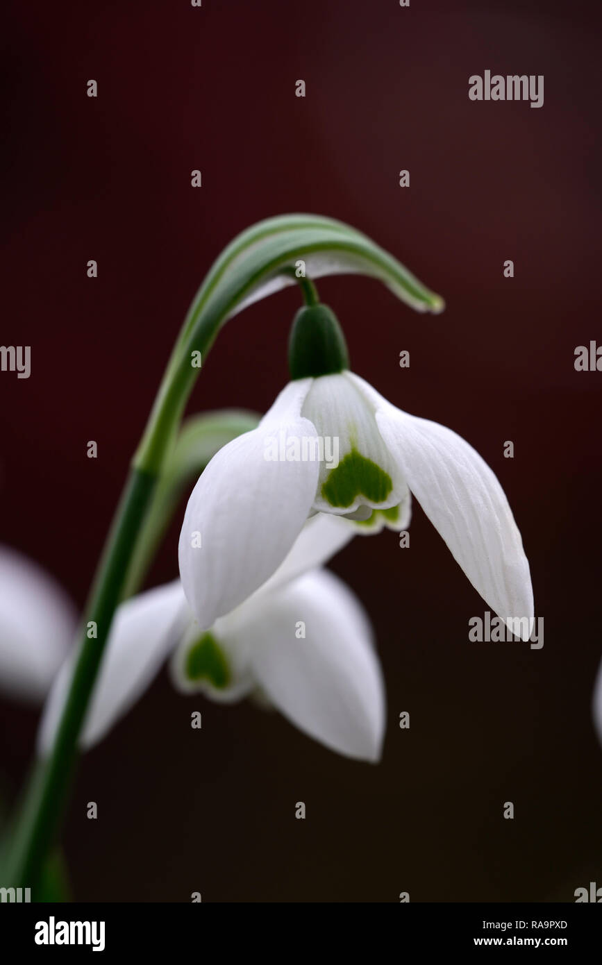 Galanthus elwesii Double Faringdon,double flower,Noël,au début,snowdrop,blanc,fleurs,fleurs,Lampes,perce-neige,printemps,fleurs,galant,rares collectionneurs Banque D'Images