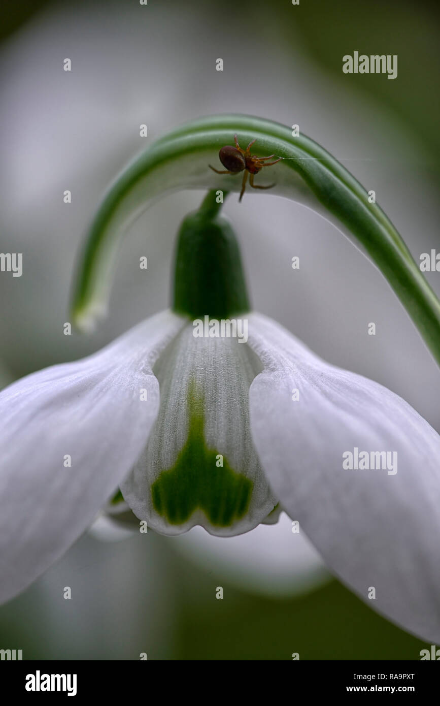 Galanthus elwesii Double Faringdon,double flower,Noël,au début,snowdrop,blanc,fleurs,fleurs,Lampes,perce-neige,printemps,fleurs,galant,rares collectionneurs Banque D'Images