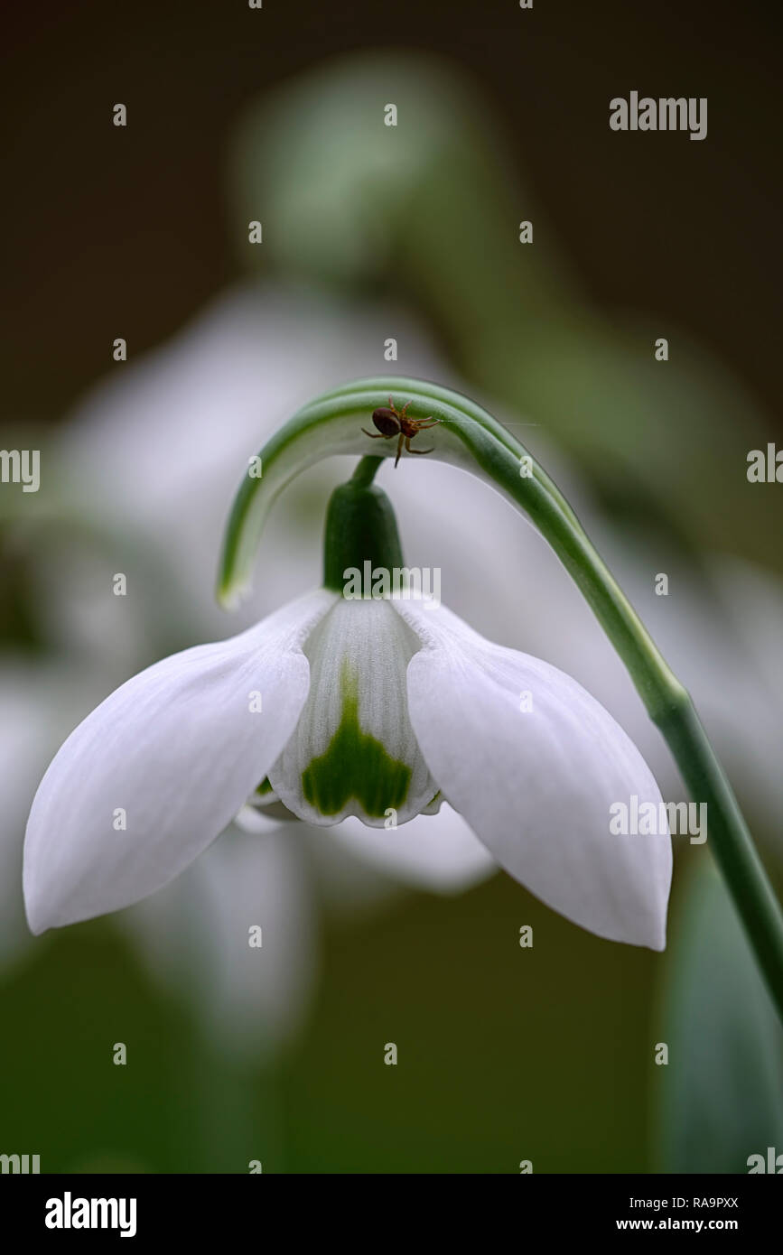 Galanthus elwesii Double Faringdon,double flower,Noël,au début,snowdrop,blanc,fleurs,fleurs,Lampes,perce-neige,printemps,fleurs,galant,rares collectionneurs Banque D'Images