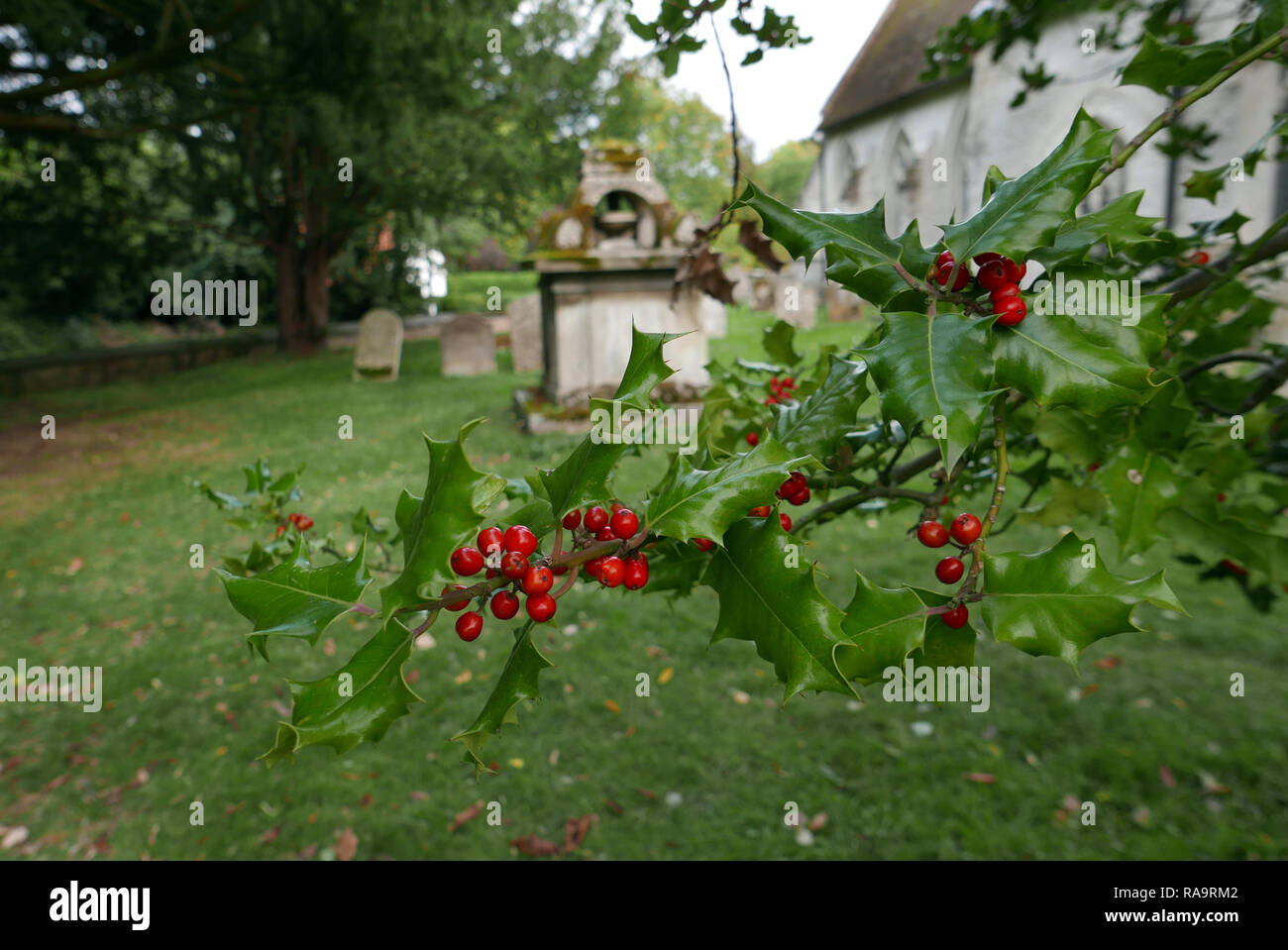 Holly branch dans le cimetière à Grantchester Banque D'Images