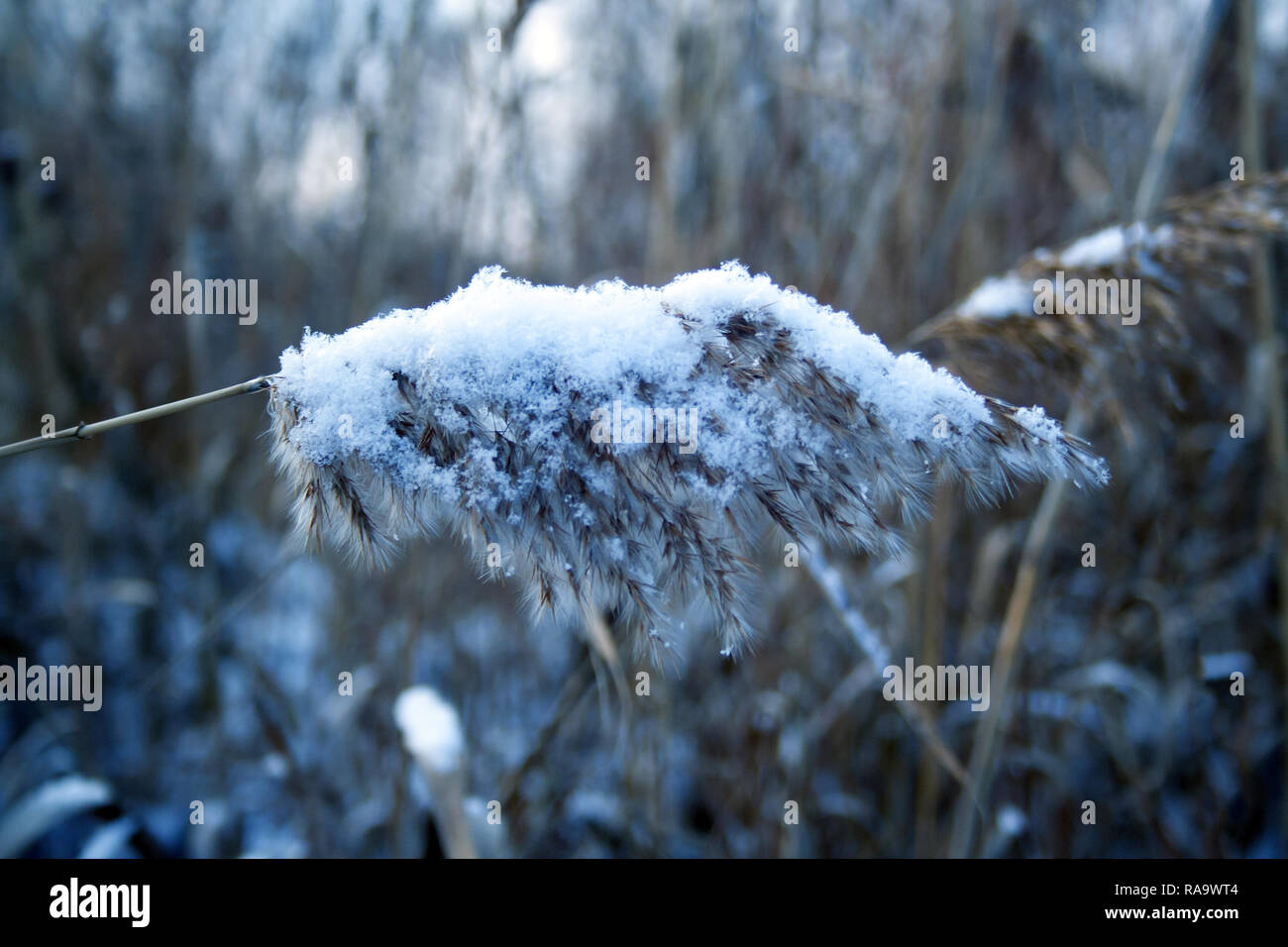 Tige de roseau couverts par la neige. L'hiver Banque D'Images
