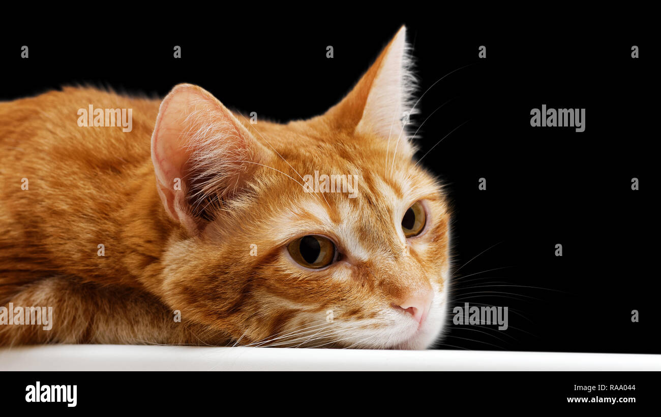 Chaton Persan Blanc Et Roux Get Images