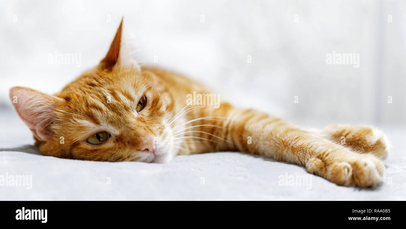 Closeup portrait of ginger cat lying on a bed étend ses pattes et à côté pensivement. L'accent peu profondes et arrière-plan flou. Copyspace. Banque D'Images