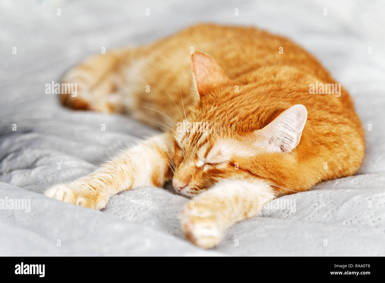 Chat qui dort sur le lit Banque de photographies et d’images à haute résolution Alamy