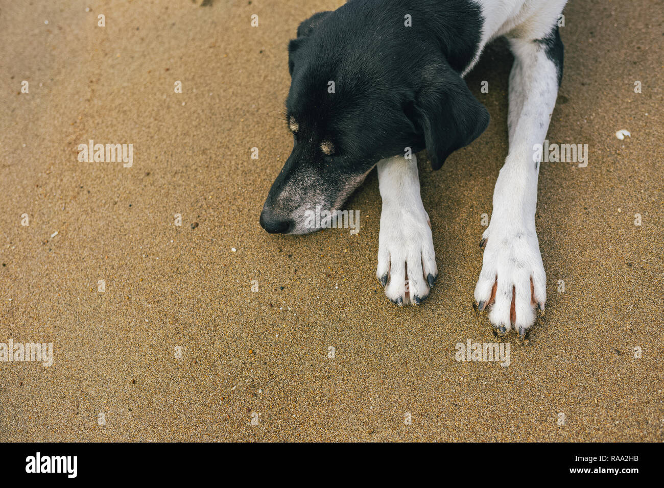 Pure race, pas calme grand chien noir et blanc se reposant à la plage de sable d'été ensoleillé. Profil Gros plan portrait d'animal. Photographie couleur horizontal Banque D'Images