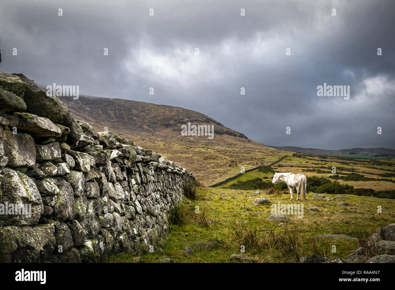 Il s'agit d'une photo d'un mur de pierre dans le montagnes de Mourne en Irlande avec un cheval blanc debout dans un champ à côté Banque D'Images