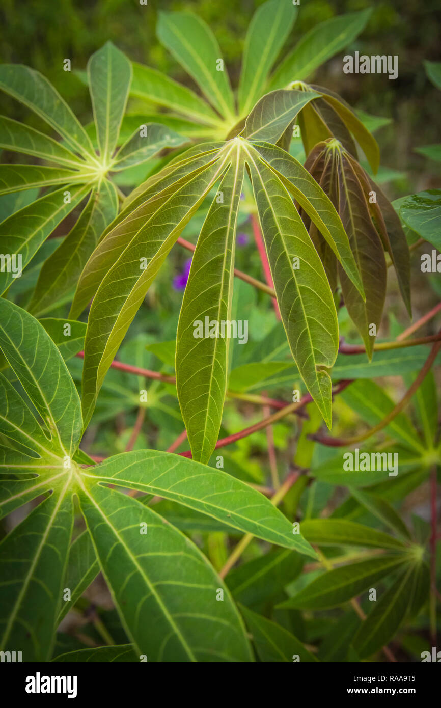 Les feuilles de manioc close-up photo Banque D'Images
