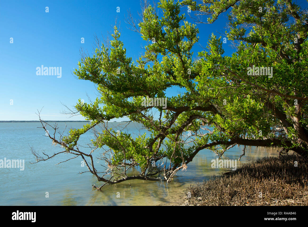 Sur la mangrove le long de la baie de Floride Guy Bradley Trail, le Parc National des Everglades, en Floride Banque D'Images