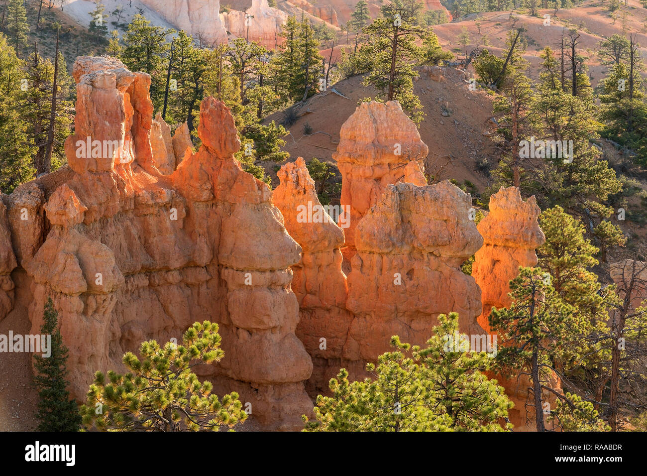 Bryce Canyon National Park, Utah, USA. L'érosion des parois du canyon de calcaire et de formations rocheuses appelées nageoires et cheminées. Banque D'Images