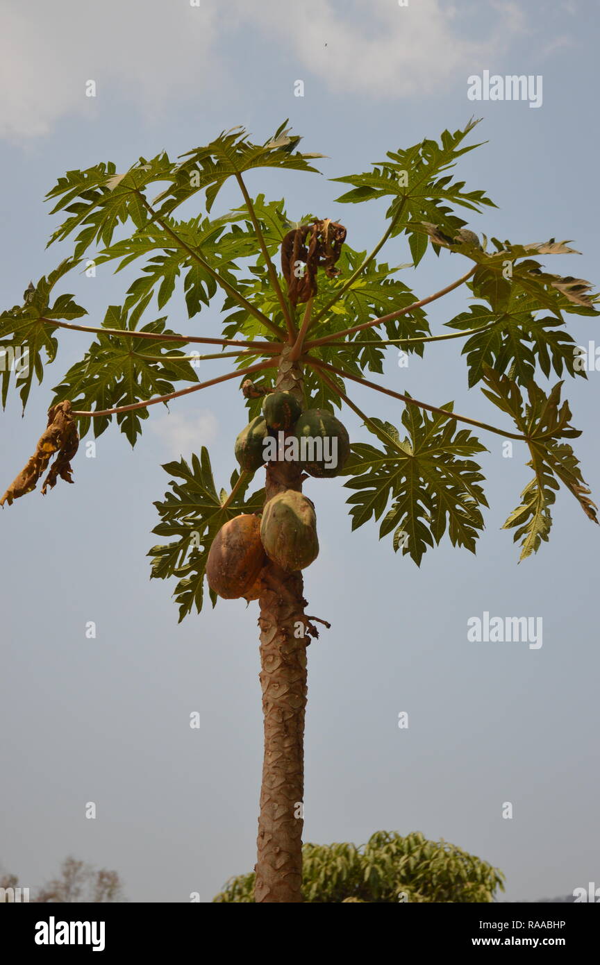 Durian Tree avec des fruits Banque D'Images